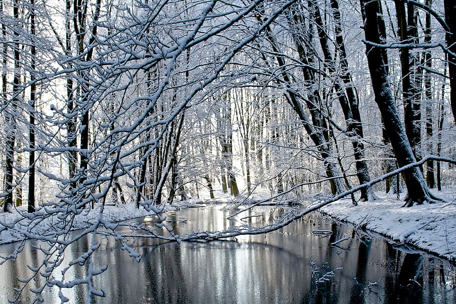 winter, snow, cold, frost, tree, amsterdam, winter forest, cold temperature, plant, bare tree