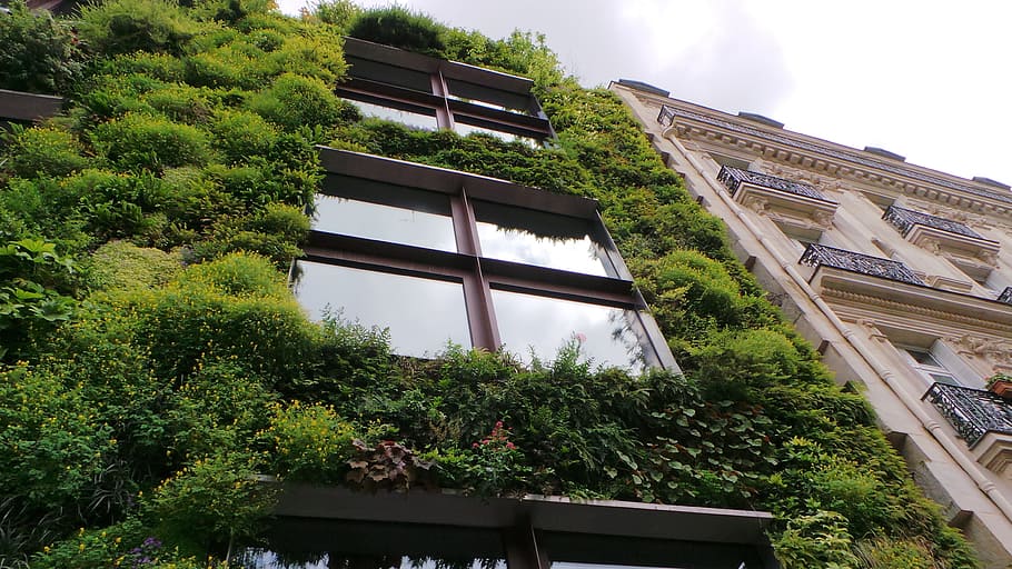 gray, concrete, building, glass windows, Wall, Eco, Nature, eco wall, green, live wall