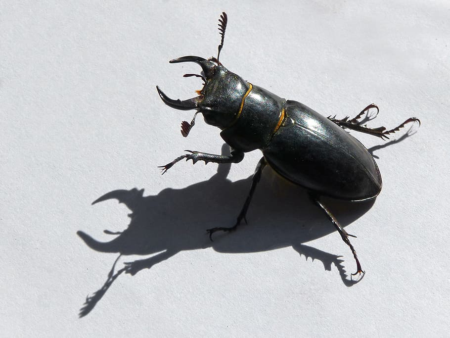 beetle, lucanus cervus, stag-beetle, escanyapolls, shadow, threat, coleoptera, studio shot, white background, animal wildlife