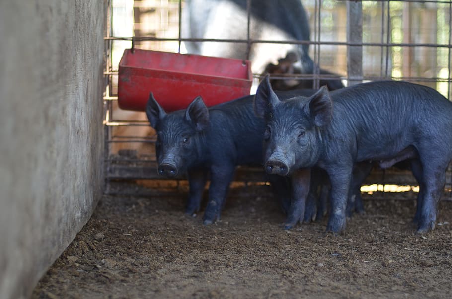 pig, piglet, pork, animal, piggy, swine, livestock, barn, farm, agriculture