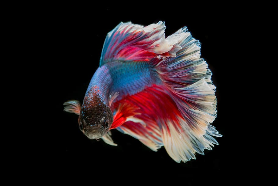 red, blue, guppy fish photo, fighting fish, fish, three color, battle, fish thailand, flick, black background