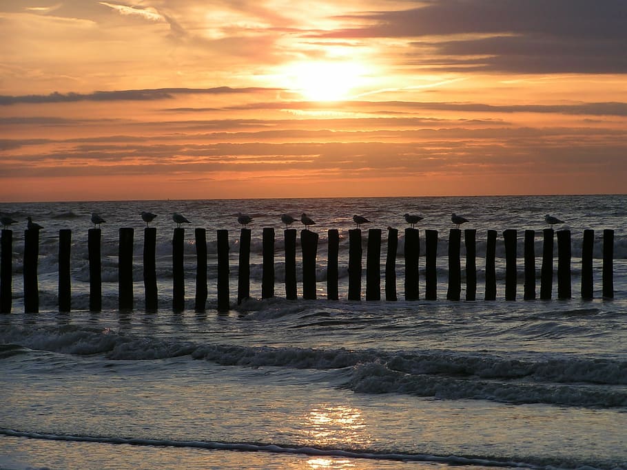mar, playa, gaviota, puesta de sol, cadzand, naturaleza, muelle, madera - Material, costa, cielo