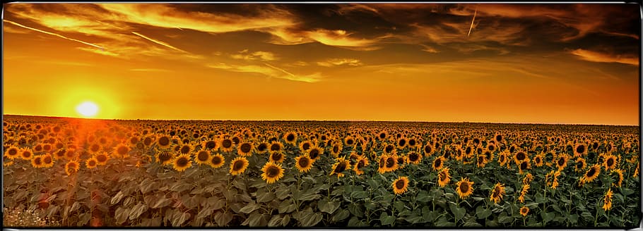 Sea, Sunflower, sunflower field, sky, sunset, landscape, environment, nature, orange color, beauty in nature