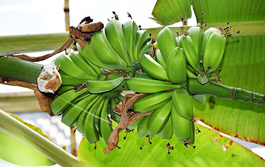 banana, the tropical, plant, fruit, eating, plantation, leaf, the beam, at the court of, tree