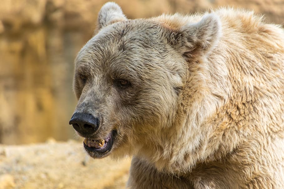 oso pardo marrón, oso, oso pardo, mamífero, animal, marrón, fauna, pelaje, zoológico, carnívoro