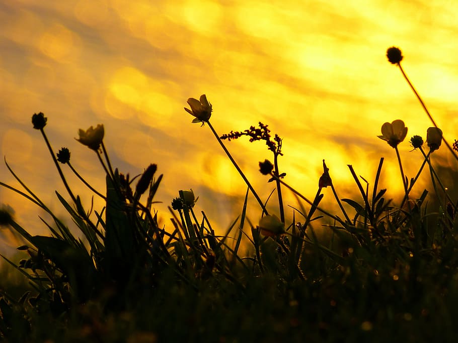 low-angle photo, yellow, petaled flowers, sunset, mood, back light, flowers, buttercup, atmospheric, afterglow