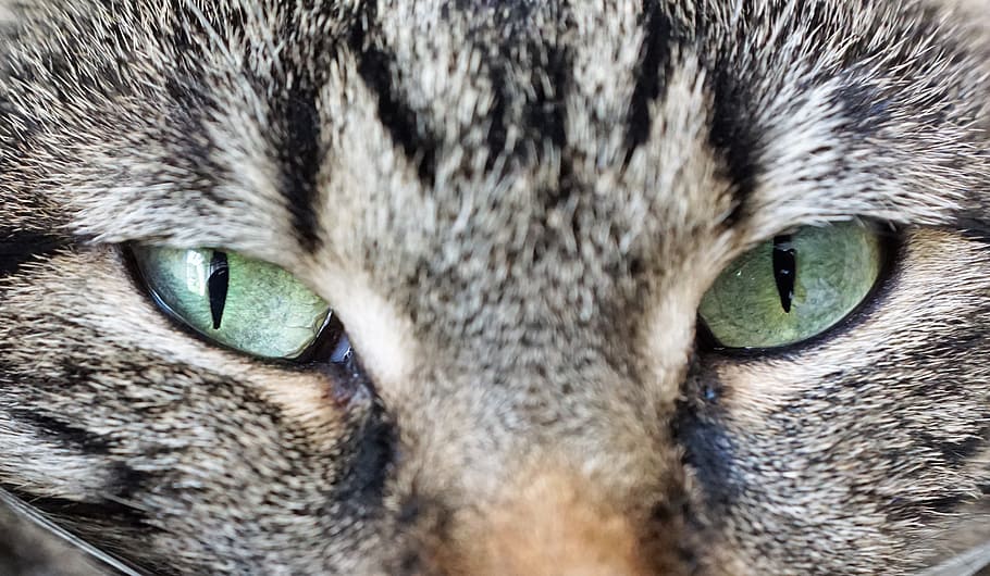Eyes, Animal, Domestic Cat, cat, yellow eyes, portrait, adidas, sweet, breed cat, green