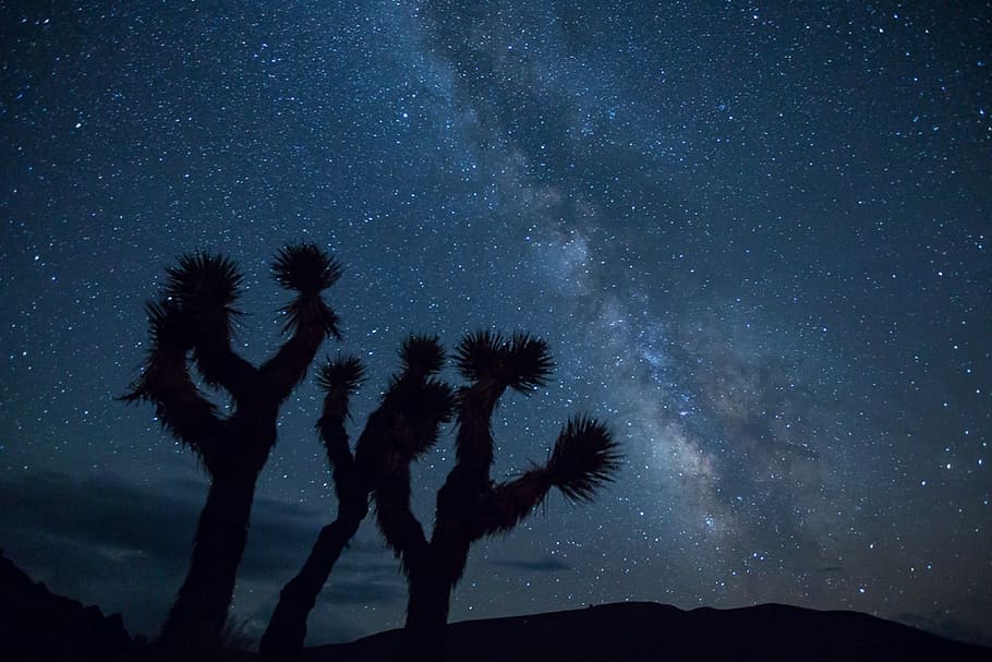 silhouette, cactus, sky, milky way, stars, night, landscape, desert, mountains, scenic