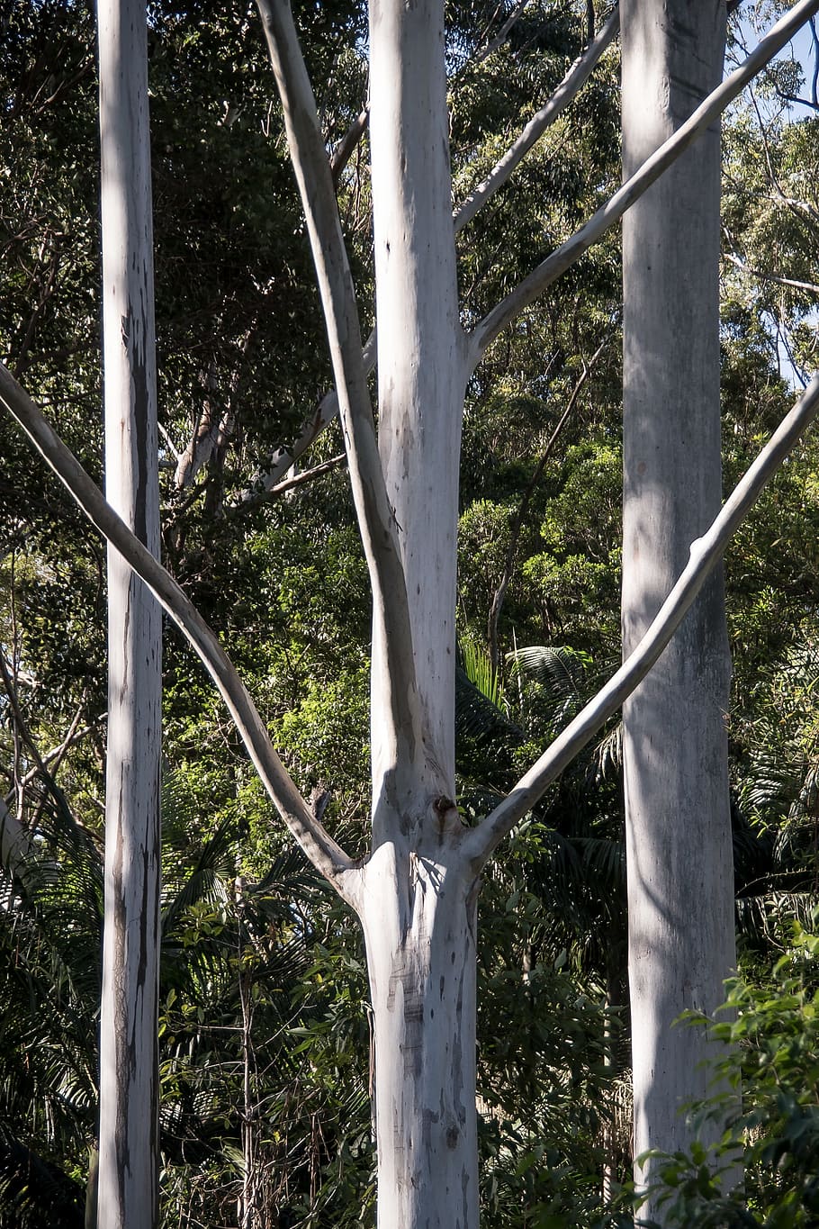 trees, rain forest, forest, australia, queensland, gum trees, eucalypts, green, silver, native