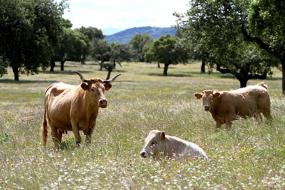 three, brown, cows, grass field, extremadura spain, wildflowers, encinas, grazing, horns, eating