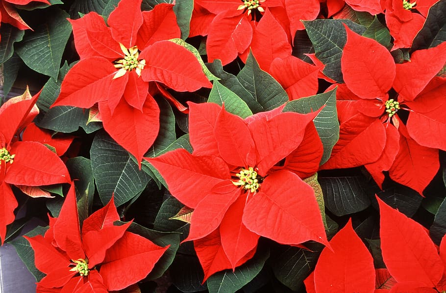 flores de pascua rojas, flor de pascua, flores, rojo, navidad, decoración, vacaciones, planta, temporada, tradicional