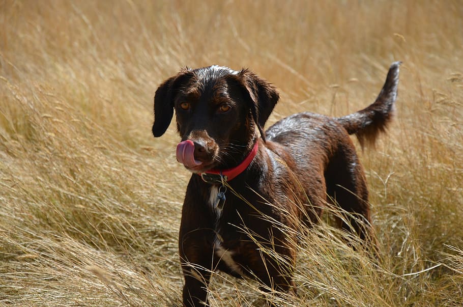medium short-coated, black, white, dog, labrador retriever, pet, animal, purebred, adorable, canine