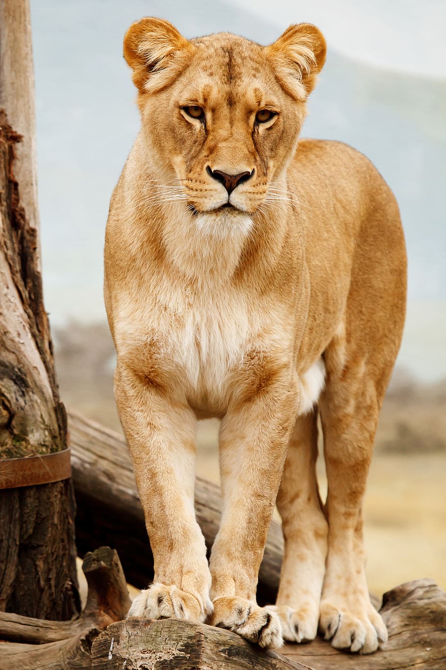 lioness beside tree, africa, african, animal, big, carnivore, cat, feline, female, fur