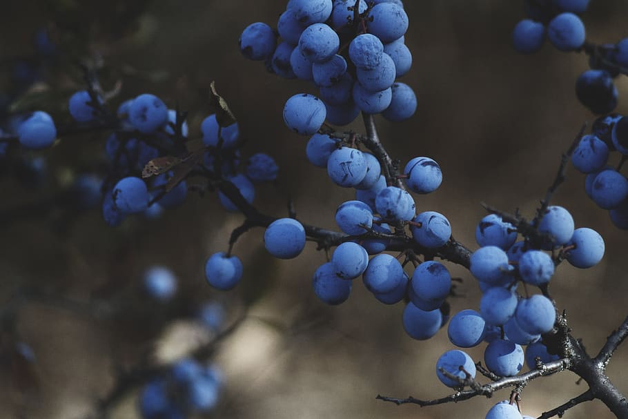 nature, fruits, food, blueberries, berries, branches, blue, bokeh, outdoors, growth