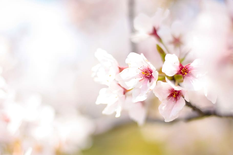 Foto de flor blanca, pétalo, primavera, cereza, rosa, flores, planta, flores de cerezo, admisión, flores de primavera