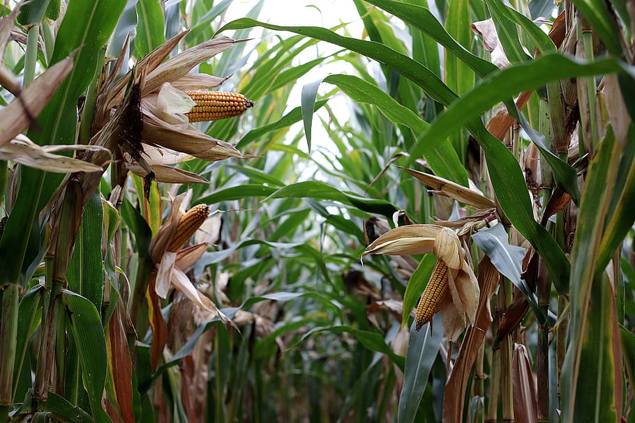 corn on the cob, cornfield, agriculture, corn harvest, fodder maize, corn plants, corn, plant, growth, leaf
