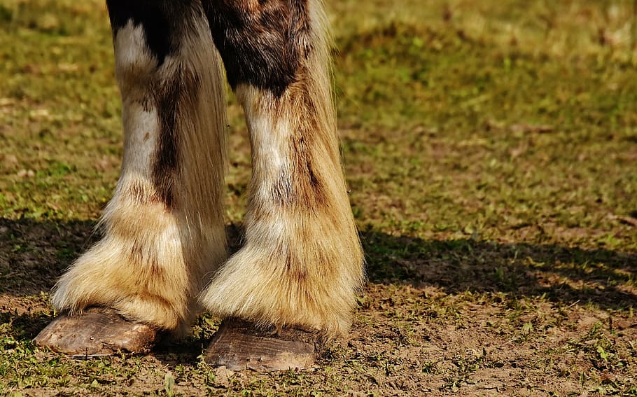 animal feet, grass, shire horse, horse, hoof, forelegs, big horse, ride, reitstall, coupling