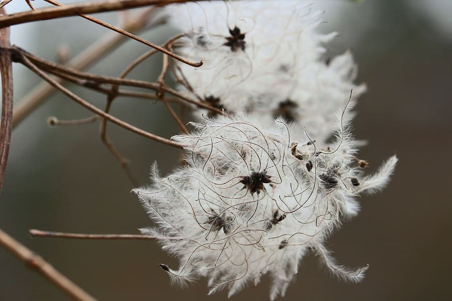flower, threads, white, beautiful, forest, wild, natureworld, nuclear, branch, stalk