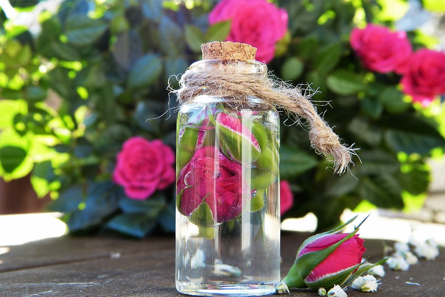 clear, glass jar, pink, rose, water, glass, blossom, bloom, essential oils, nature