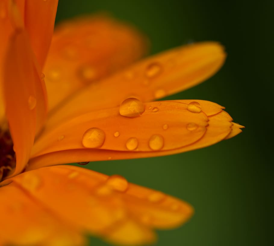 Fleur orange