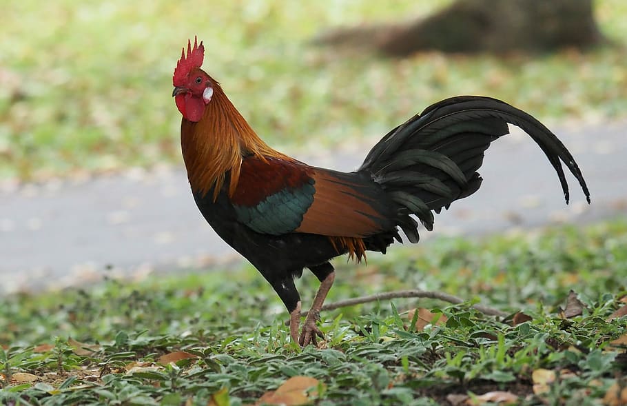 red, black, rooster, walking, grass field, bird, animal, wildlife, nature, outdoors