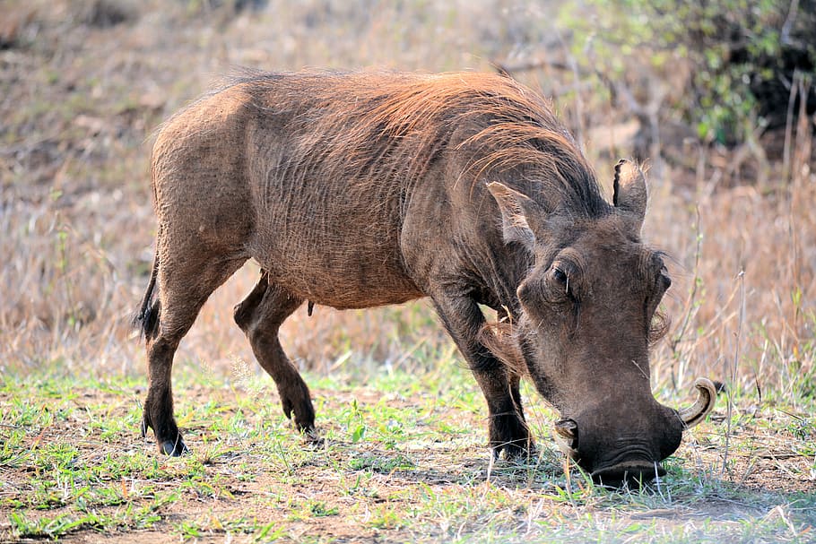 Whartog, Kruger Park Sudáfrica, fauna, naturaleza, animal, animales en la naturaleza, África, safari Animales, mamíferos, jabalí