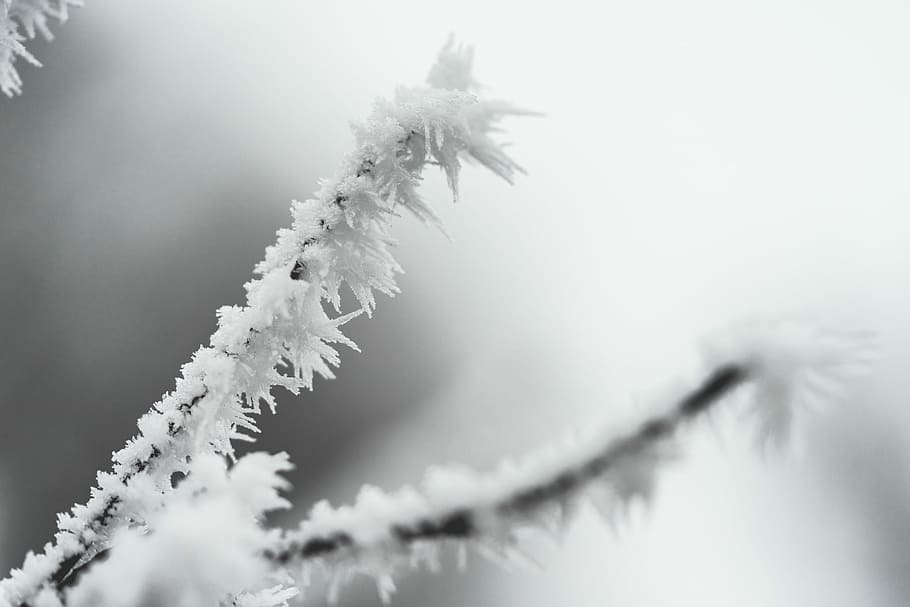 ice hoarfrost, Ice, Hoarfrost, Branch, cold, crystals, frozen, nature, snow, trees