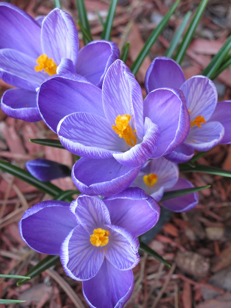 flower, crocus, purple, spring, nature, violet, blooming, crocuses, botany, close up