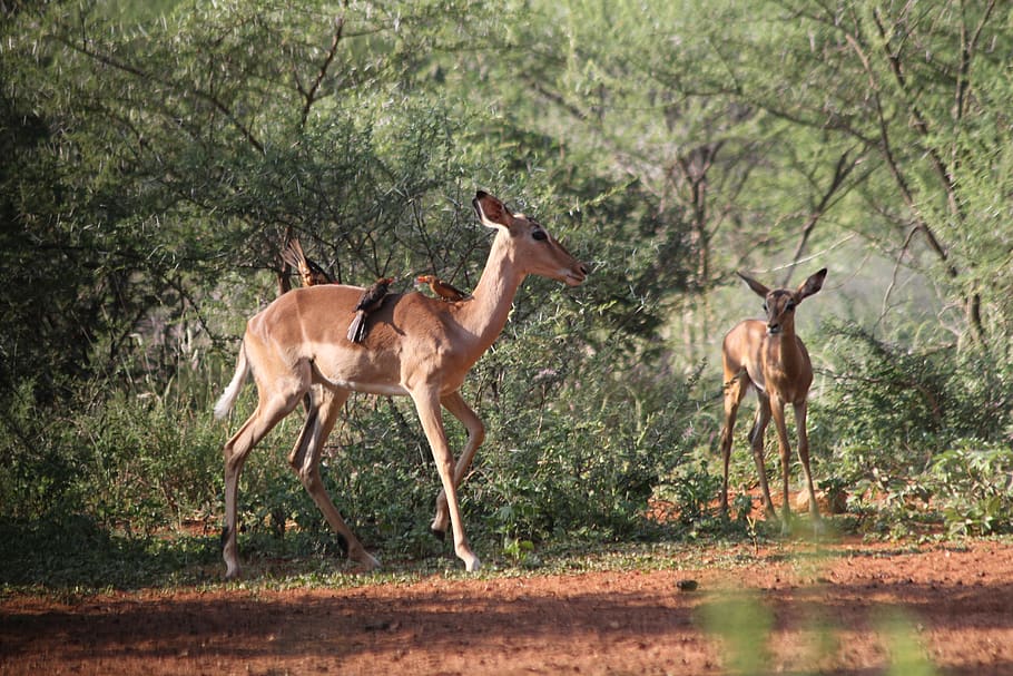 impala, animales, safari, áfrica, limpopo, animal, temas de animales, fauna animal, mamífero, vertebrado