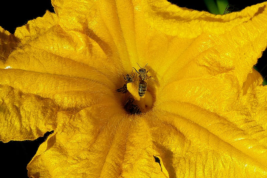 la flor de calabacín, amarillo, abejas, volando, polinización, polen, néctar, naturaleza, jardín, insecto