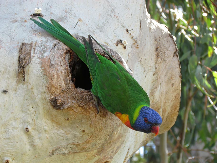 parrot, hatch, nest, colorful, bird, wood, eggs, bird's nest, birdhouse, nature