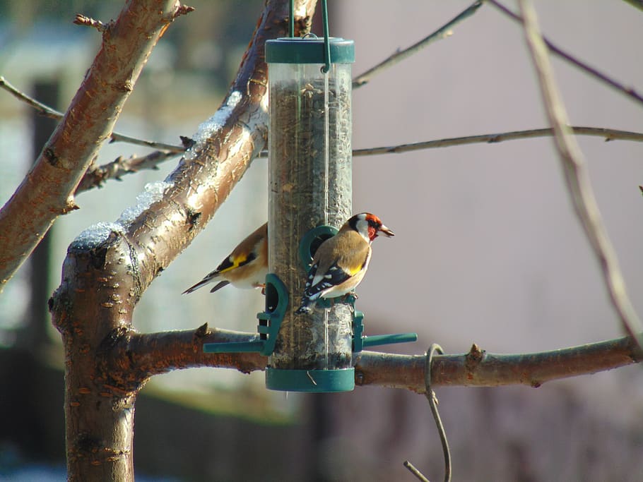 european goldfinch, winter, sunflower seeds, bird, feeding, birds, nature, cute, color, garden