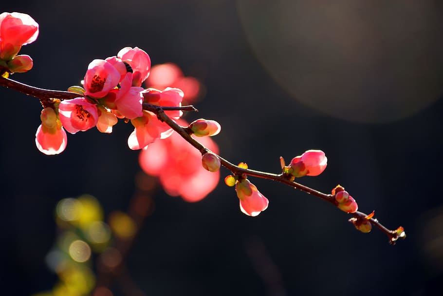 close, pink, flowers, tree, flower, japanese flowering crabapple, nature, sky, blue, winter