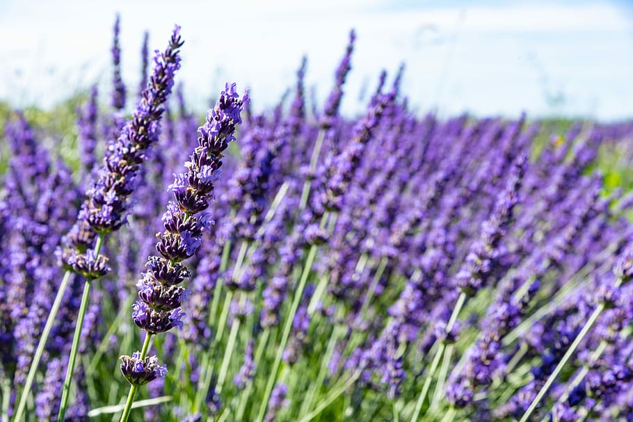 lavender, bidang lavender, bunga, violet, alam, musim panas, pemandangan, warna, provence, prancis