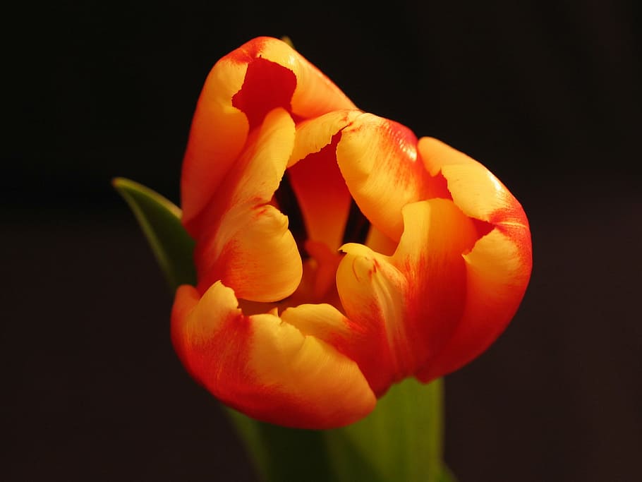 fotografía macro, naranja, rojo, flor de pétalos, planta, flor, tulipán, naturaleza, flores, plantas