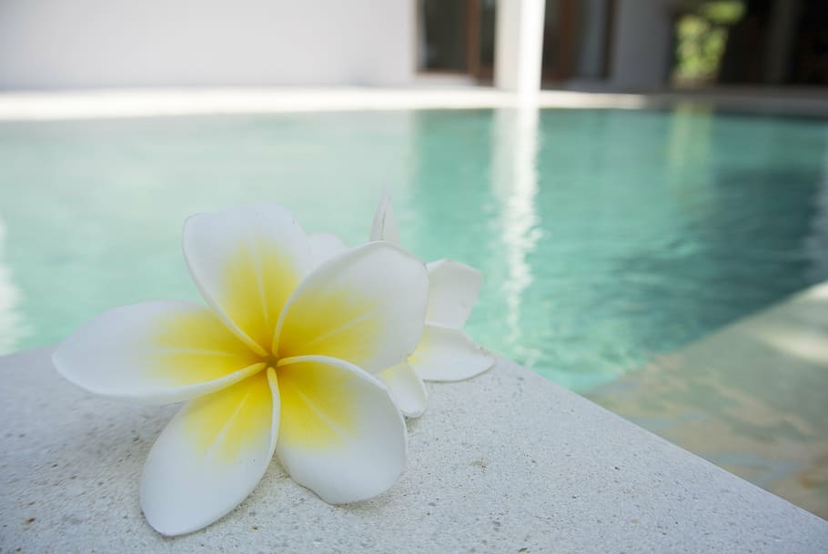 white-and-yellow plumeria frangipani flower, white, surface, pool, flower, frangipani, tropical, exotic, bali, aroma