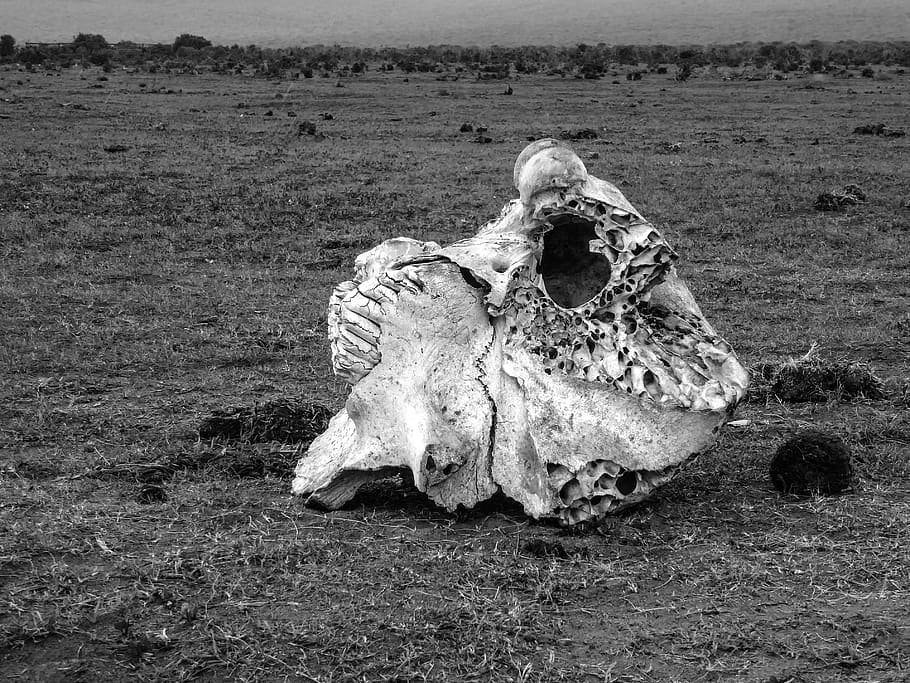 cráneo, hueso, elefante, esqueleto, cráneo y tibias cruzadas, blanco y negro, muertos, parque nacional, sudáfrica, desierto