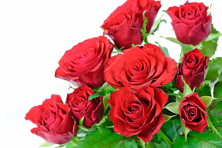 bunga mawar merah, buket mawar dengan latar belakang putih, mawar, bunga, hadiah, merah, cinta, keindahan, karangan bunga, dorongan