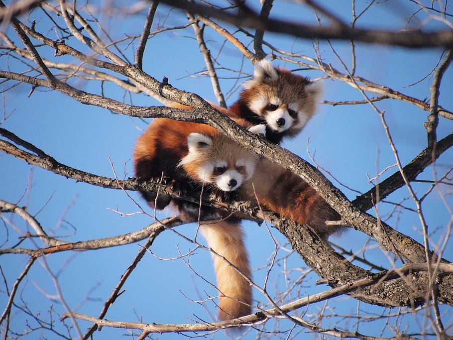 two red pandas, red panda, zoo, cute, cute animals, tree climbing, animal, mammal, wildlife, nature