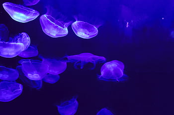 Fotos fondo de pantalla de medusa libres de regalías | Pxfuel