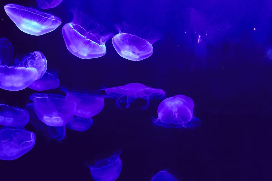 jellyfish, blue, aquarium, water, dark, aquatic, sea, nature, wallpaper, animal themes