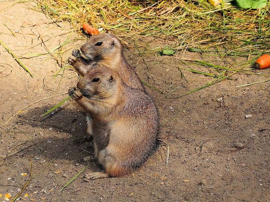 Marmots, Gophers, True, Marmota, true gophers, rodents, together, eat, cute, close