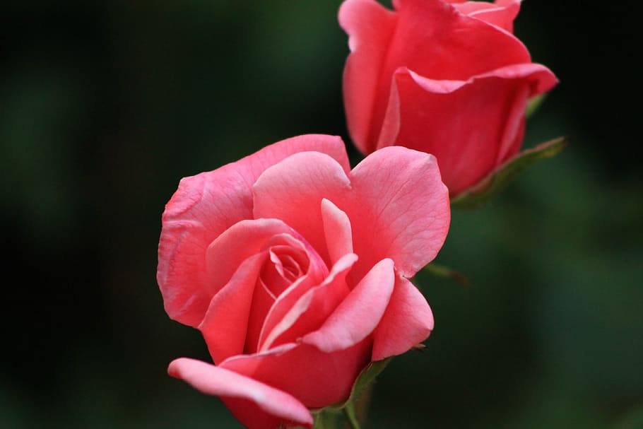 pink, rose, flower, close, photography, focus, red rose, nature, petal, plant