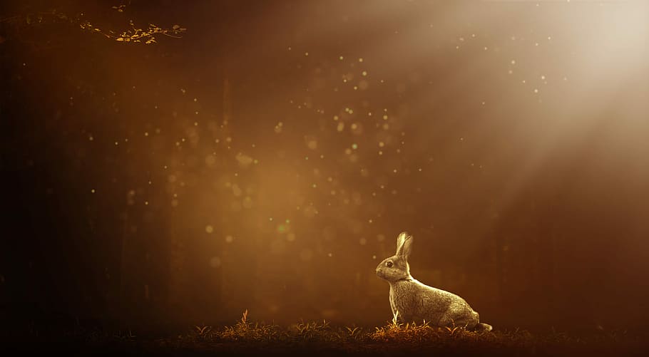 conejo, fondo de pantalla de campo de hierba, liebre, bosque, naturaleza, animal, mamífero, salvaje, lindo, mundo animal