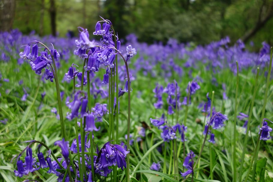bluebell, winkworth arboretum, tanaman berbunga, bunga, ungu, tanaman, keindahan di alam, kerentanan, pertumbuhan, kerapuhan