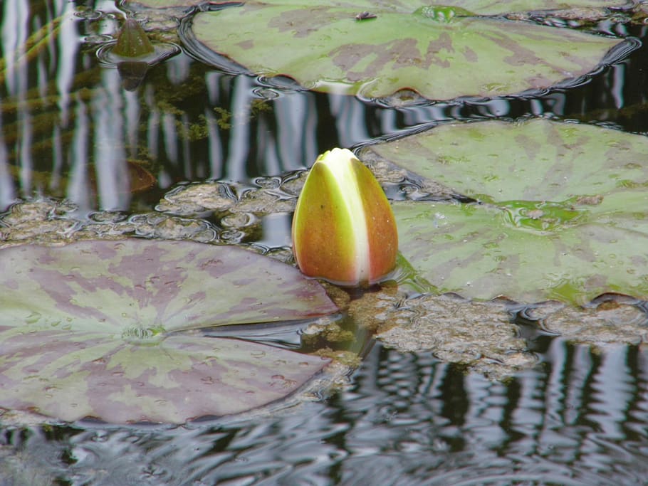 lake rose, white water lily, nature, lake, rose, aquatic plant, white flower, water, garden pond, white