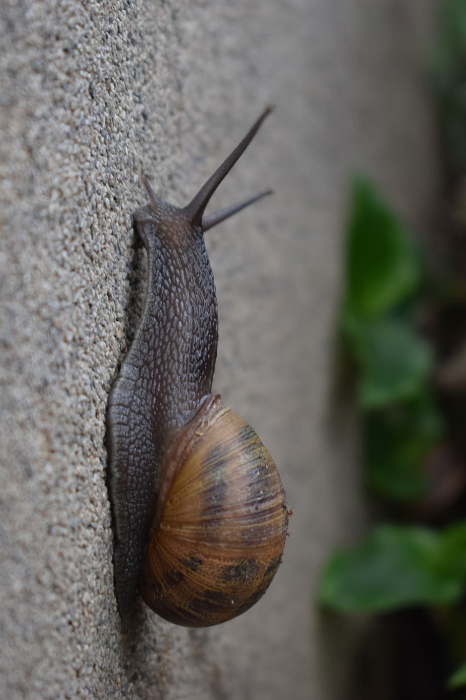 snail, gastropod, slow, clam, invertebrate, exoskeleton, slimy, nature, garden, wall