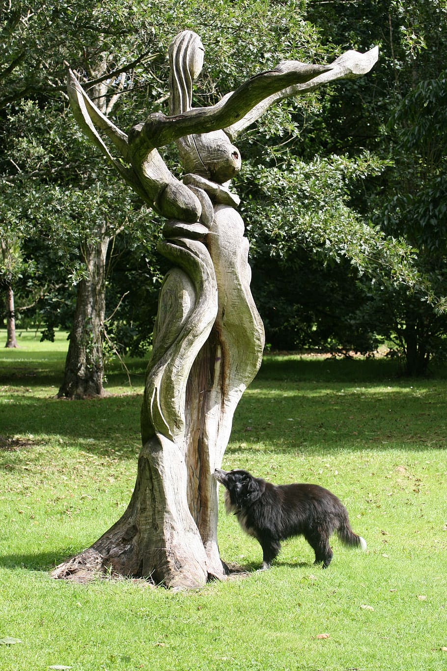 colly, dog, sculpture, wood, collie, pet, border collie, canine, outdoor, funny