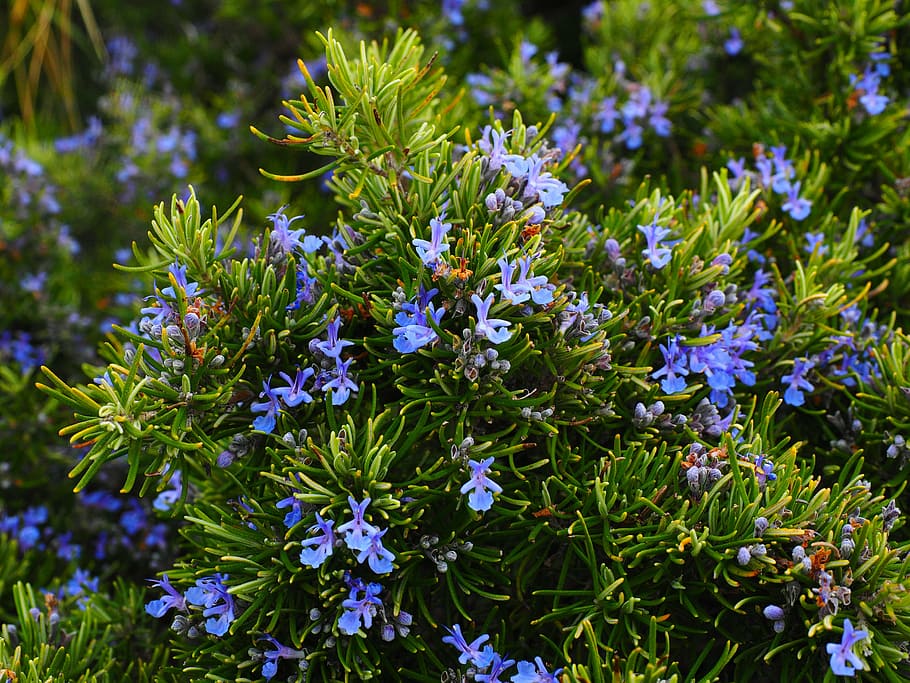 verde, folheado, plantar, raso, fotografia com foco, alecrim, flores, azul, violeta, rosmarinus officinalis