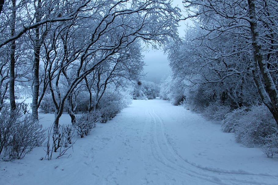 nieve, frío, árbol, invierno, blanco, azul, naturaleza, hielo, nevadas, al aire libre